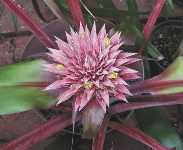 ‘All About Bromeliads’ and ‘Post Ian Repairs’ topics of Pine Island